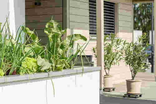 Grünpflanzen vor Holzhaus im Bauhausstil