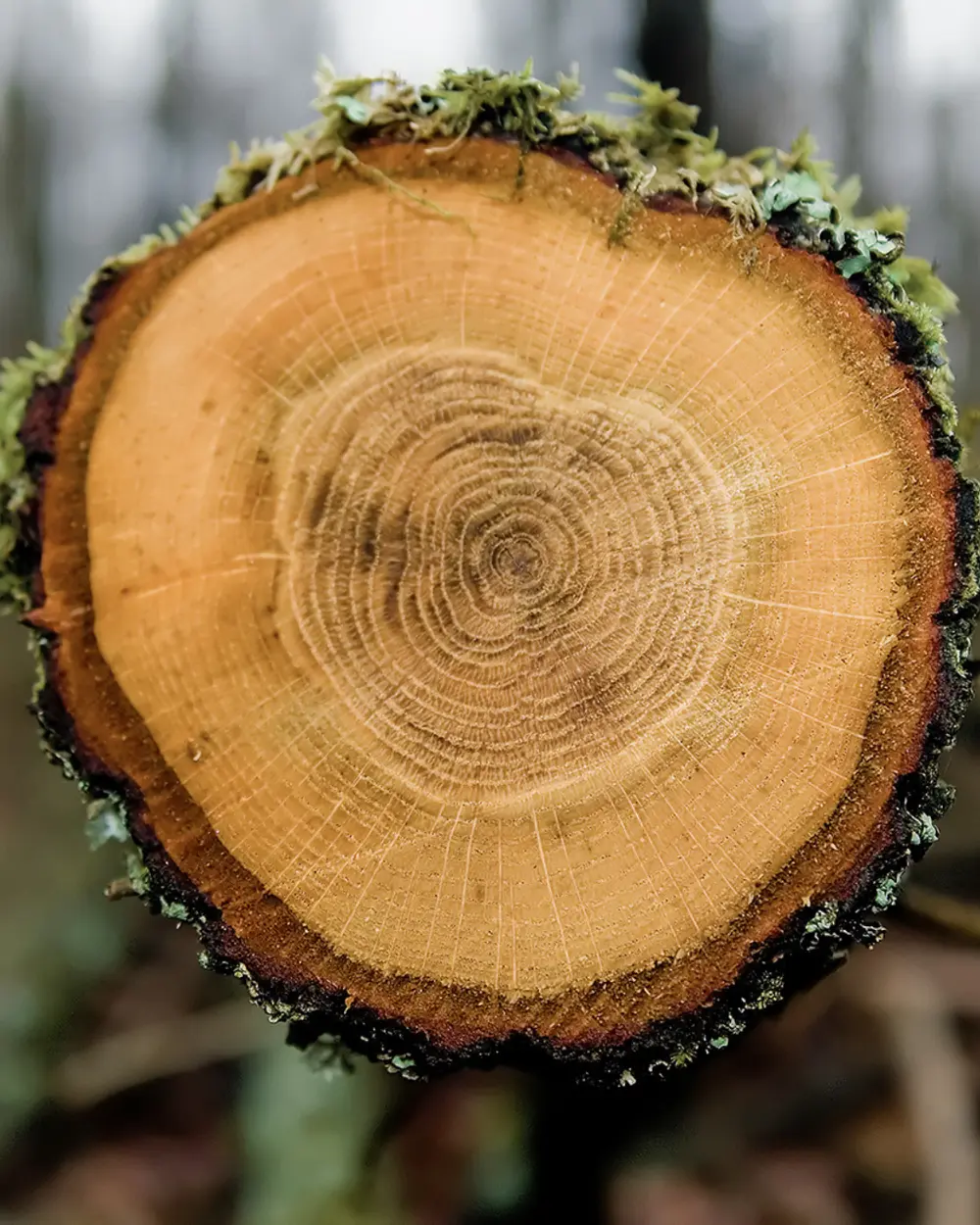 Nahaufnahme eines Baumstamm-Querschnitts mit deutlich sichtbaren Jahresringen und moosbewachsenem Rand im Wald.